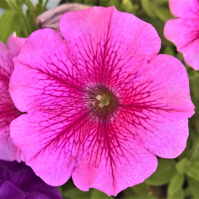 Petúnia (rózsaszín)
