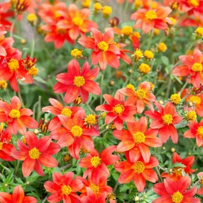Bidens ferulifolia 'Bidy Bob® Red' – Balkon aranya