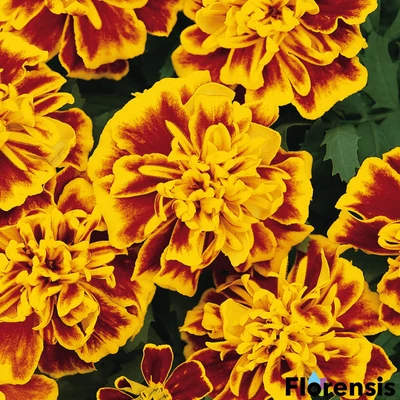 Tagetes patula nana 'Bonanza® Bee' – Bársonyvirág