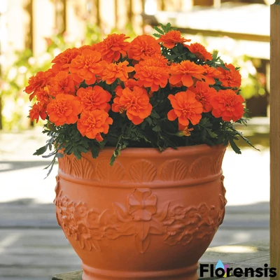 Tagetes patula nana 'Bonanza® Deep Orange' – Bársonyvirág