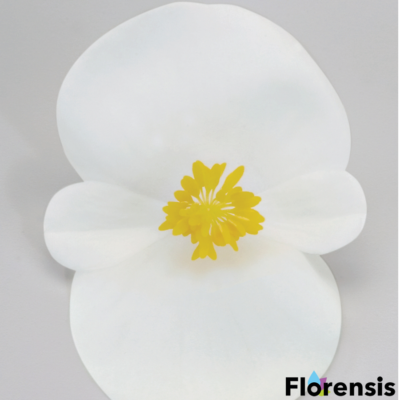 Begonia semperflorens 'Quick® White' – Begónia (fehér)