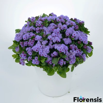 Ageratum houstonianum 'Aquileria Violet Blue' – Bojtocska