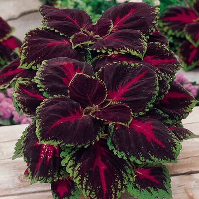 Coleus 'Kong® Red' – Díszcsalán