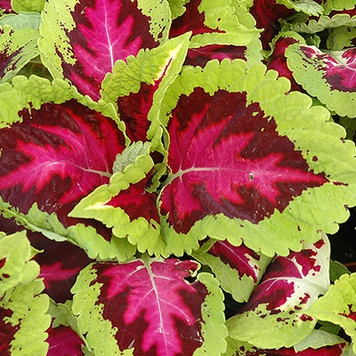 Coleus 'Kong® Rose' – Díszcsalán