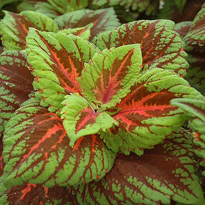 Coleus 'Kong® Salmon Pink' – Díszcsalán