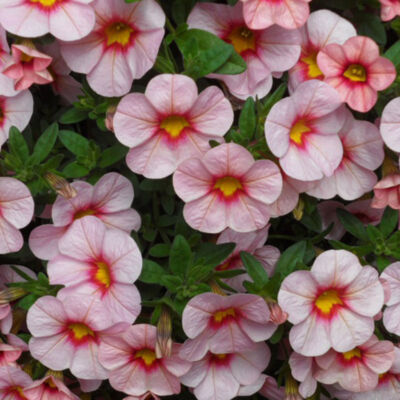 Calibrachoa 'Aloha Kona® Tiki Soft Pink' – Dúsvirágú petúnia