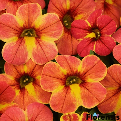 Calibrachoa 'Chamaleon® Indian Summer' – Dúsvirágú petúnia