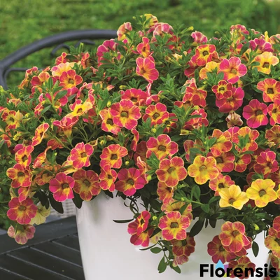 Calibrachoa 'Chamaleon® Sunshine Berry' – Dúsvirágú petúnia