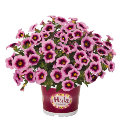 Calibrachoa 'Hula® Soft Pink' – Dúsvirágú petúnia