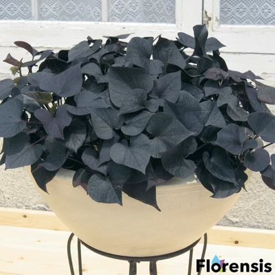 Ipomoea batatas 'Iposun' – Édesburgonya