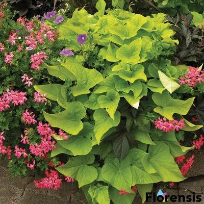 Ipomoea batatas 'Marguerite' – Édesburgonya