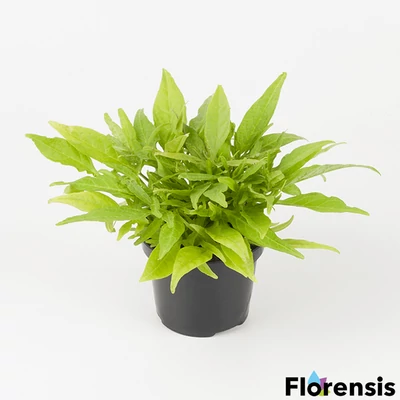 Ipomoea batatas 'Solar Power® Green' – Édesburgonya