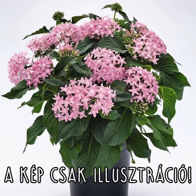 Pentas lanceolata 'Grafic® Pink' – Egyiptomi csillagcsokor