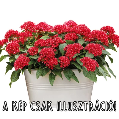 Pentas lanceolata 'Grafic® Red' – Egyiptomi csillagcsokor