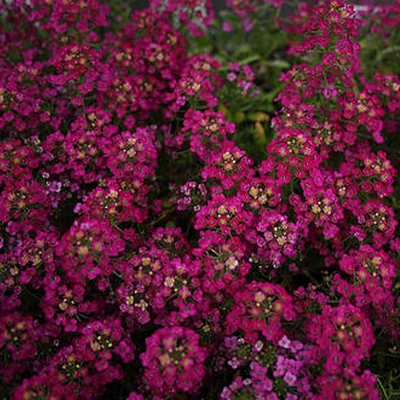 Lobularia maritima 'Easter Bonnet® Deep Rose' – Illatos ternye (mézvirág)