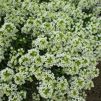Lobularia maritima 'Yolo® Vanilla' – Illatos ternye (mézvirág)