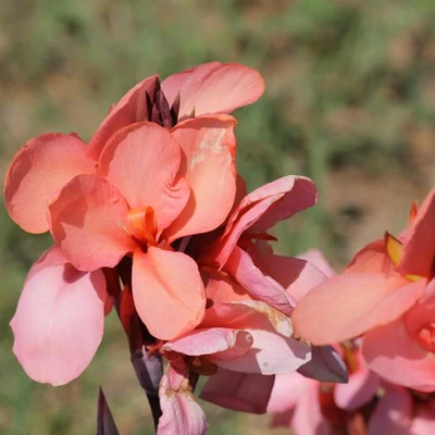 Canna x generalis 'Cannova® Mango' – Kánna