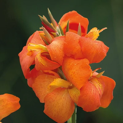 Canna x generalis 'Cannova® Orange' – Kánna