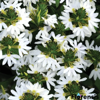 Scaevola aemula 'Print White' – Legyezővirág
