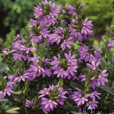 Scaevola aemula 'Scarlatti® Compact Blue' – Legyezővirág