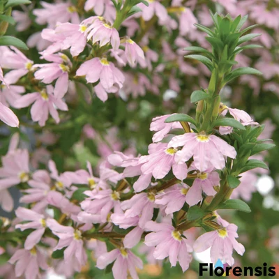 Scaevola aemula 'Topaz® Pink' – Legyezővirág