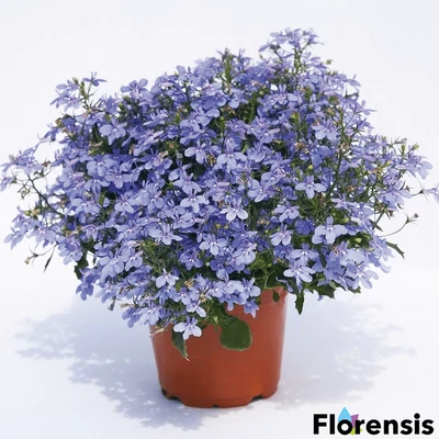 Lobelia erinus 'Hot® Waterblue' – Törpe lobélia