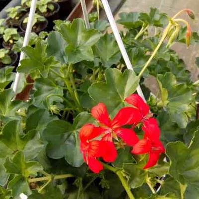 Pelargonium 'Decora Red' – Futó muskátli kaspóban (piros)