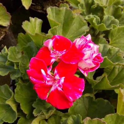 Pelargonium 'Spanish Wine® Burgundy' – Álló, különleges muskátli (ciklámen)
