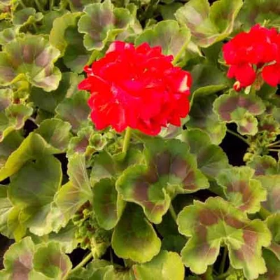 Pelargonium 'Sunrise Fernando' – Álló piros muskátli
