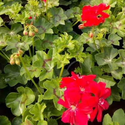 Pelargonium 'Temprano Maxima' – Futó, piros muskátli
