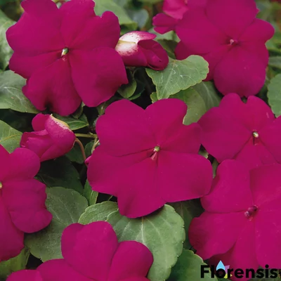 Impatiens walleriana 'Dezire® Violet' – Nebáncsvirág