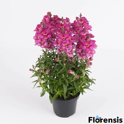 Antirrhinum majus 'Antirinca® Rose' – Oroszlánszáj (tátika)