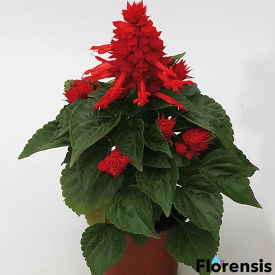 Salvia splendens 'Mojave® Red' – Paprikavirág