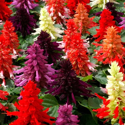 Salvia splendens 'Reddy® Mix' – Paprikavirág