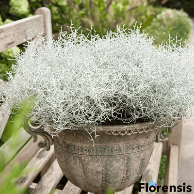 Calocephalus brownii 'Challenge' – Párnacserje (ezüstnövény)