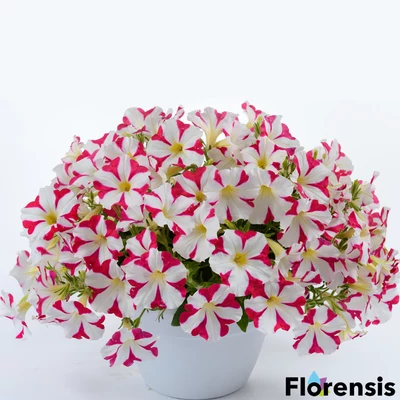 Petunia 'Amore® Mio' – Petúnia