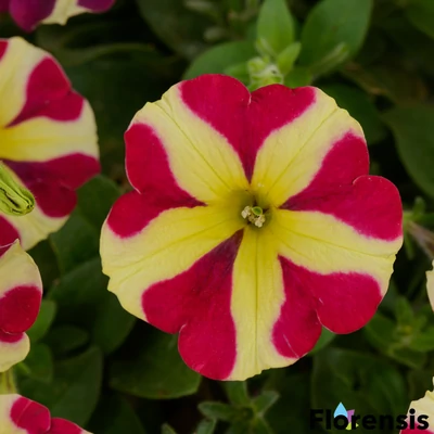 Petunia 'Amore® Queen of Hearts' – Petúnia