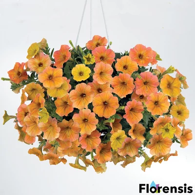 Petunia 'Cascadias® Indian Summer' – Petúnia