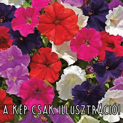 Petunia milliflora 'Picobella® mix' – Petúnia