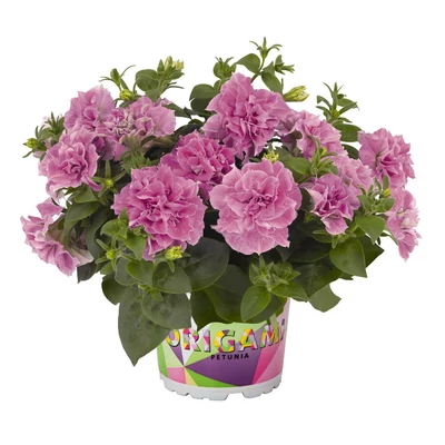 Petunia 'Origami® Pink' – Petúnia