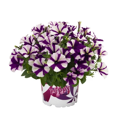 Petunia 'Peppy® Blue' – Petúnia