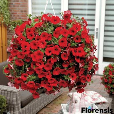 Petunia 'Surfinia® Deep Red' – Petúnia