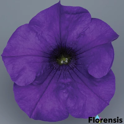 Petunia 'Surfinia® Giant Blue' – Petúnia