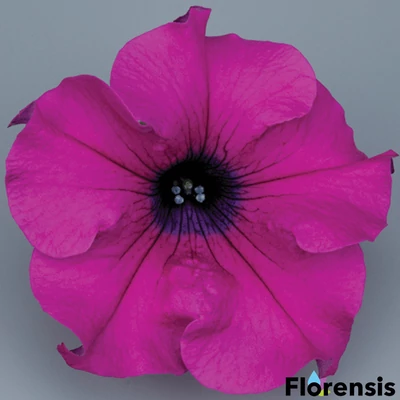 Petunia 'Surfinia® Giant Purple' – Petúnia