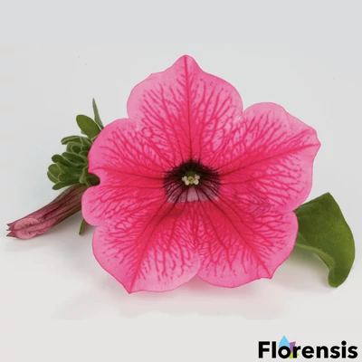 Petunia 'Surfinia® Hot Pink' – Petúnia