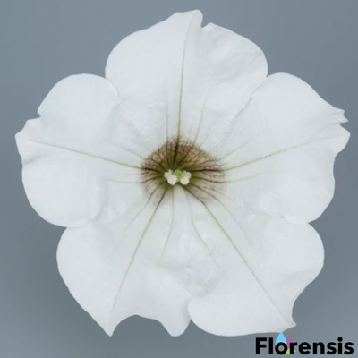 Petunia 'Surfinia® White' – Petúnia