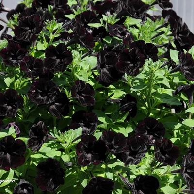 Petunia 'Sweetunia® Black Satin' – Petúnia