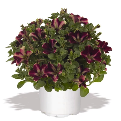 Petunia 'Sweetunia® Johnny Flame ' – Petúnia