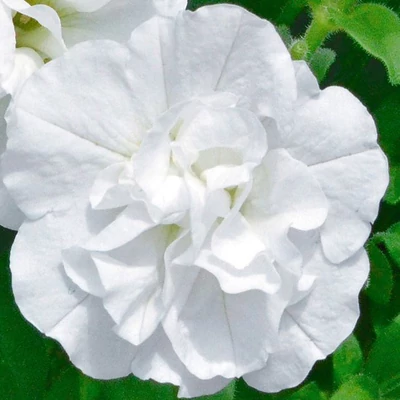 Petunia 'Viva® Double White' – Petúnia