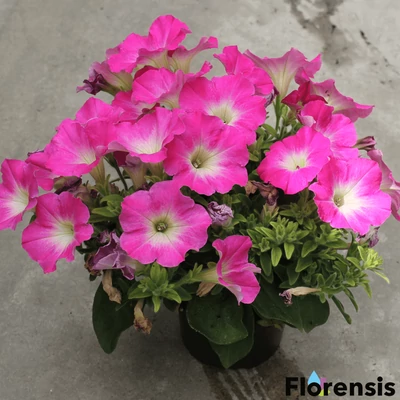 Petunia 'Viva® Pinkceptional' – Petúnia